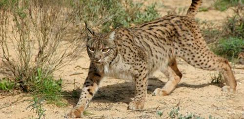lince