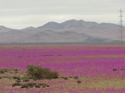desierto-florido-norte-chico-chile